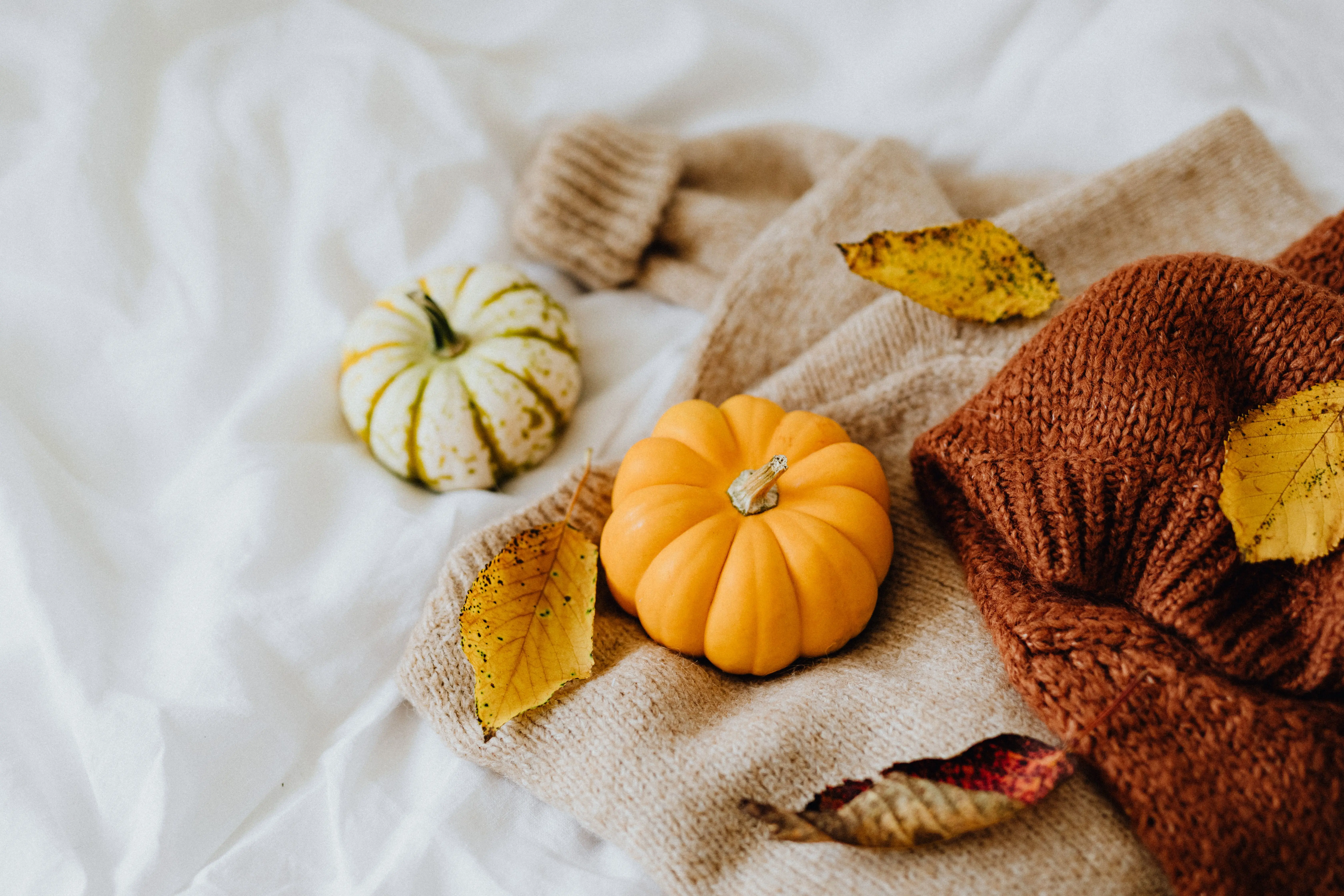 Calabazas y jersey de otoño